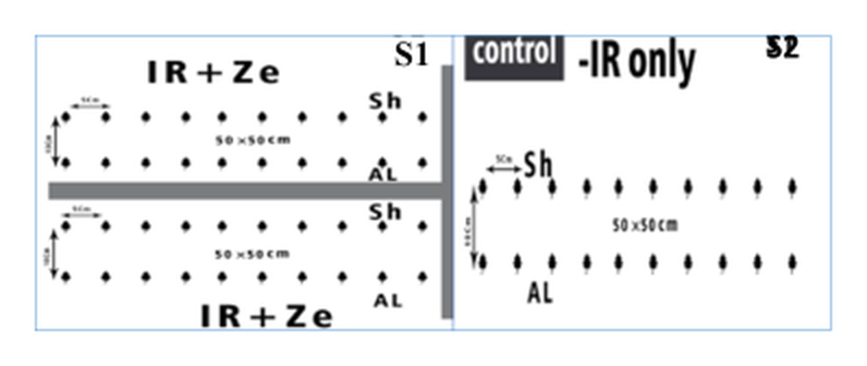 Figure 2: Experimental design for seedling plantation